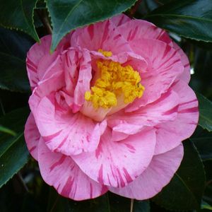 Lady Laura Camellia, Laola Furen Camellia, Camellia japonica 'Lady Laura'